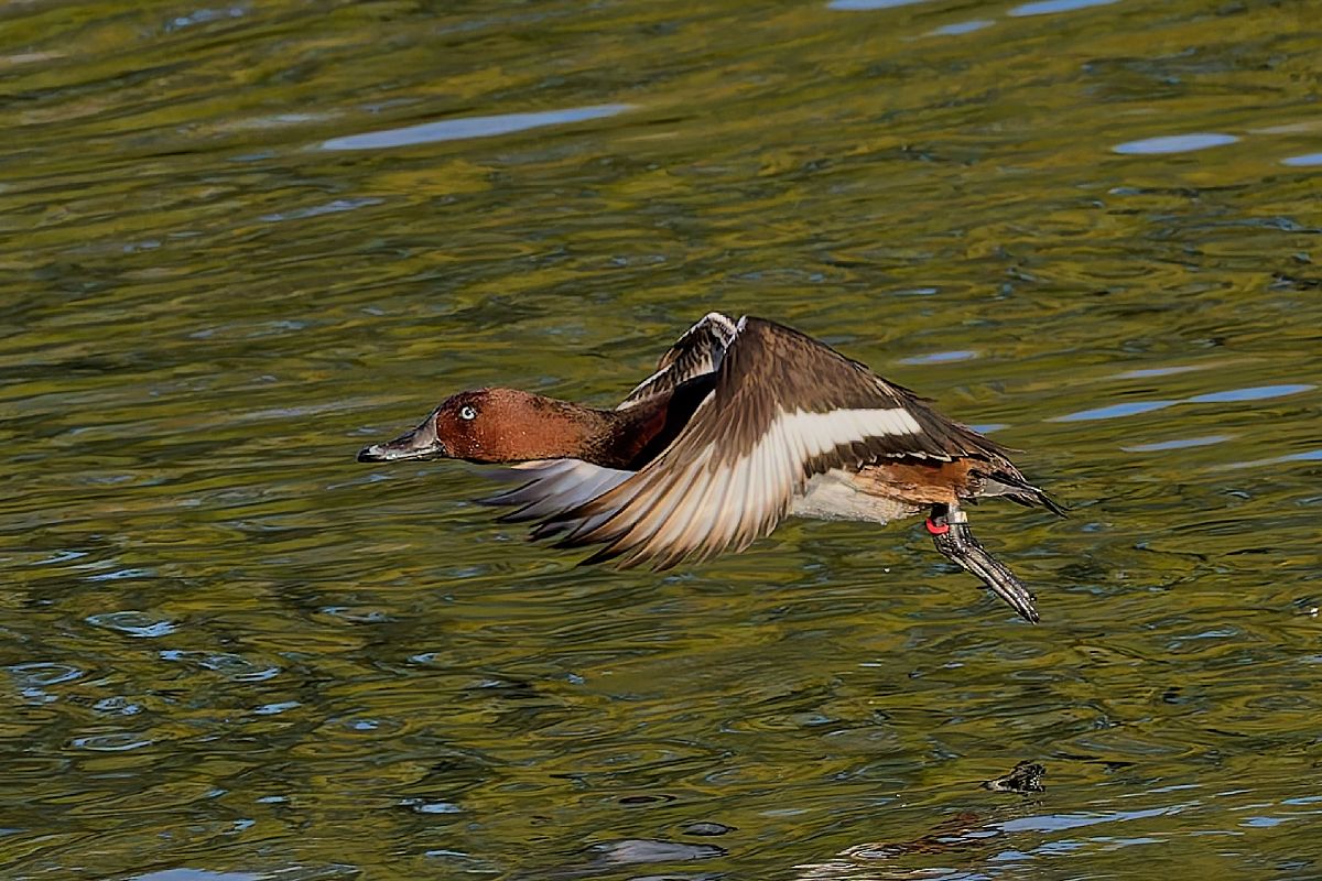 Fuligule nyroca  - Wolfgang Frey