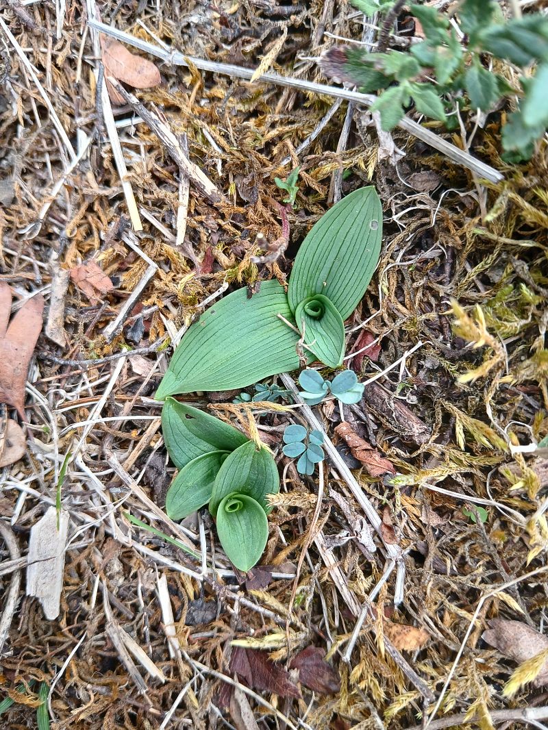 Ophrys sp.  - Alain Falvard