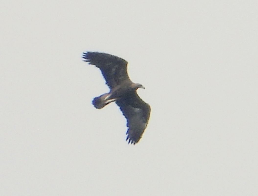 Aquila reale  - Andrea Sorrentino
