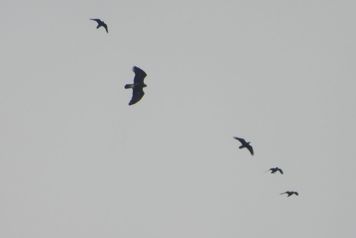 Aquila reale  - Andrea Sorrentino