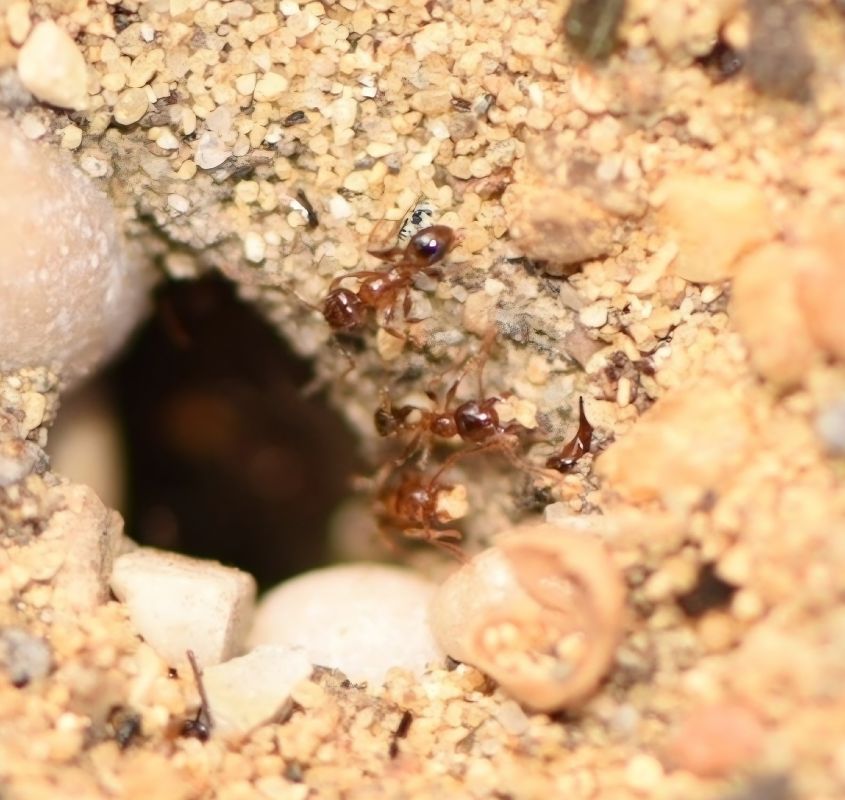 Pheidole pallidula  - Alberto Manganaro