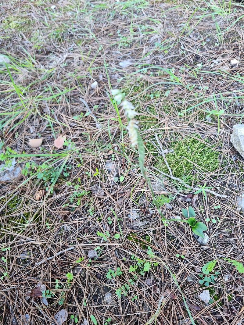 Spiranthes spiralis  - Jeanne Boin
