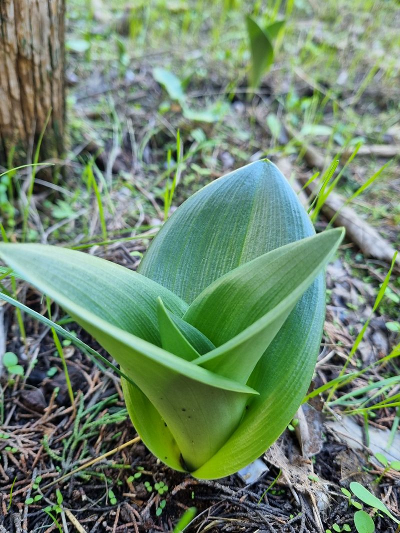 Himantoglossum robertianum  - Jeanne Boin