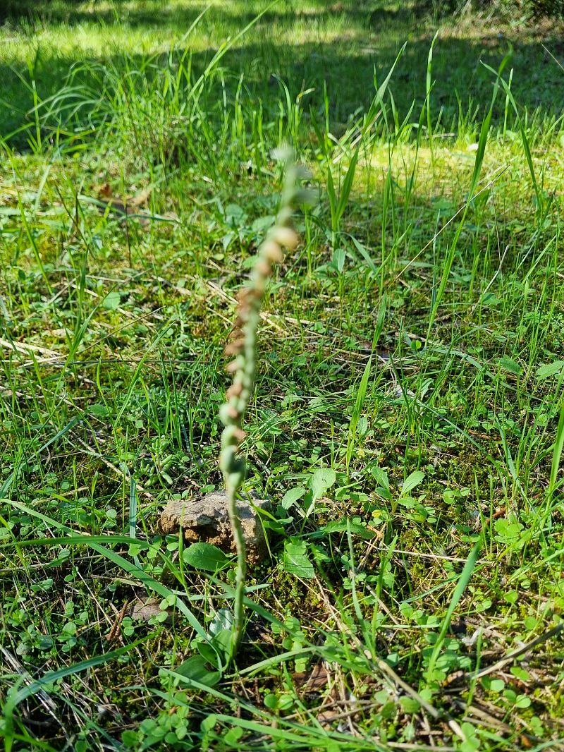 Spiranthes spiralis  - Jeanne Boin