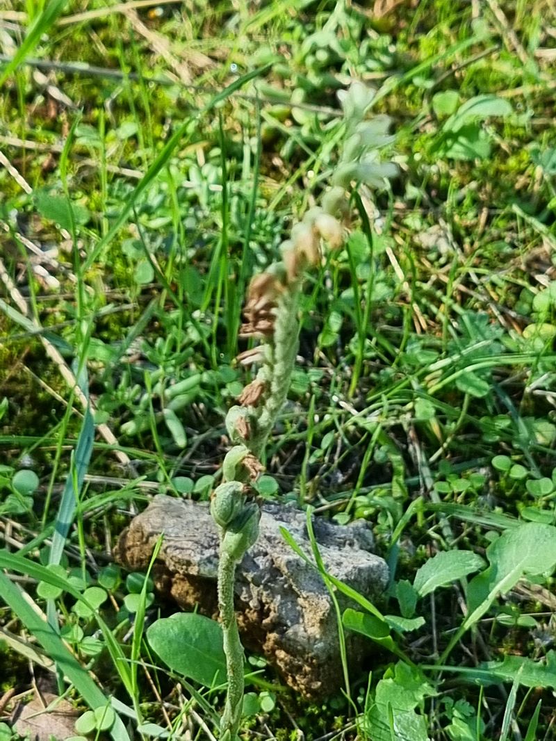 Spiranthes spiralis  - Jeanne Boin