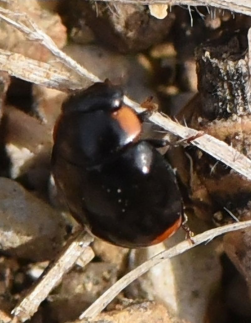 Hyperaspis sp.  - Alberto Manganaro