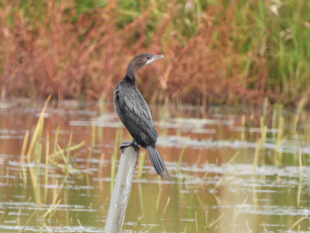 kormoran mały  - Janusz Gajdas