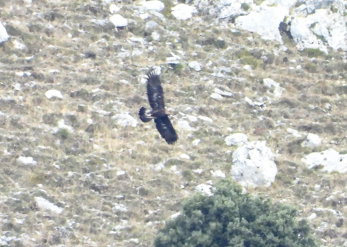 Aquila reale  - Andrea Sorrentino