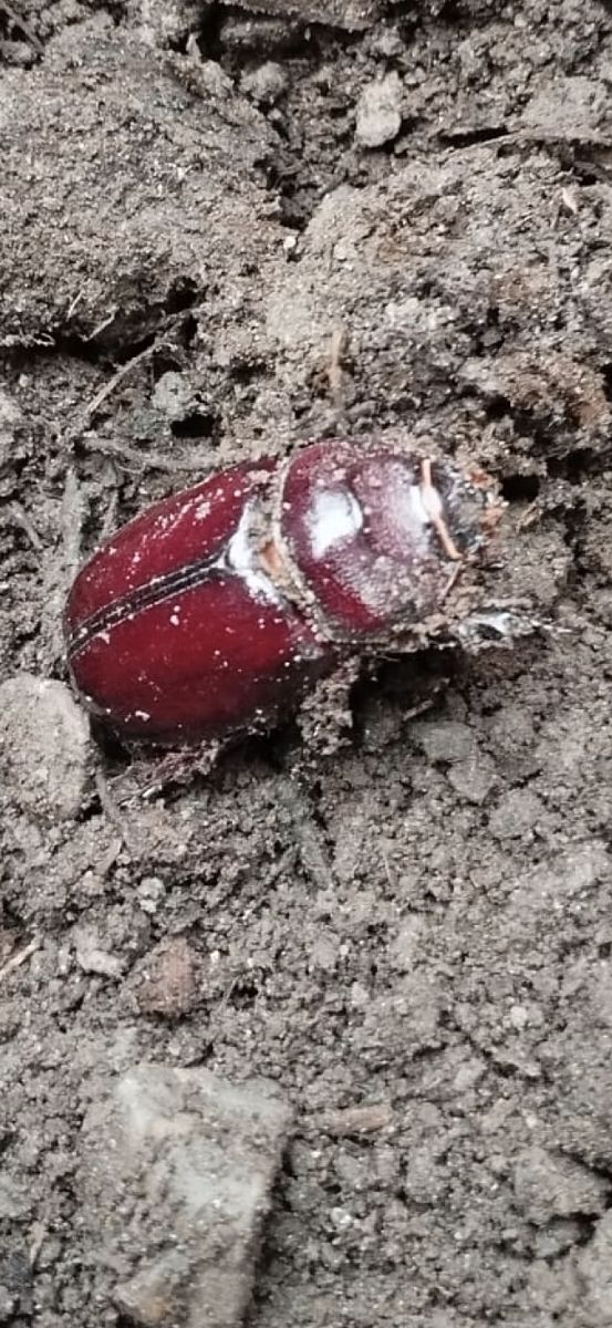 Oryctes nasicornis  - Udo Thoma