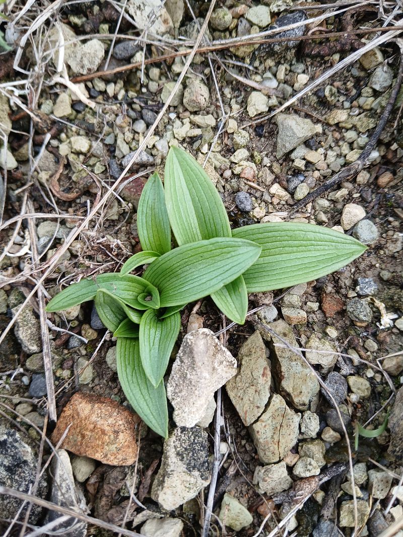 Ophrys sphegodes  - Alain Falvard