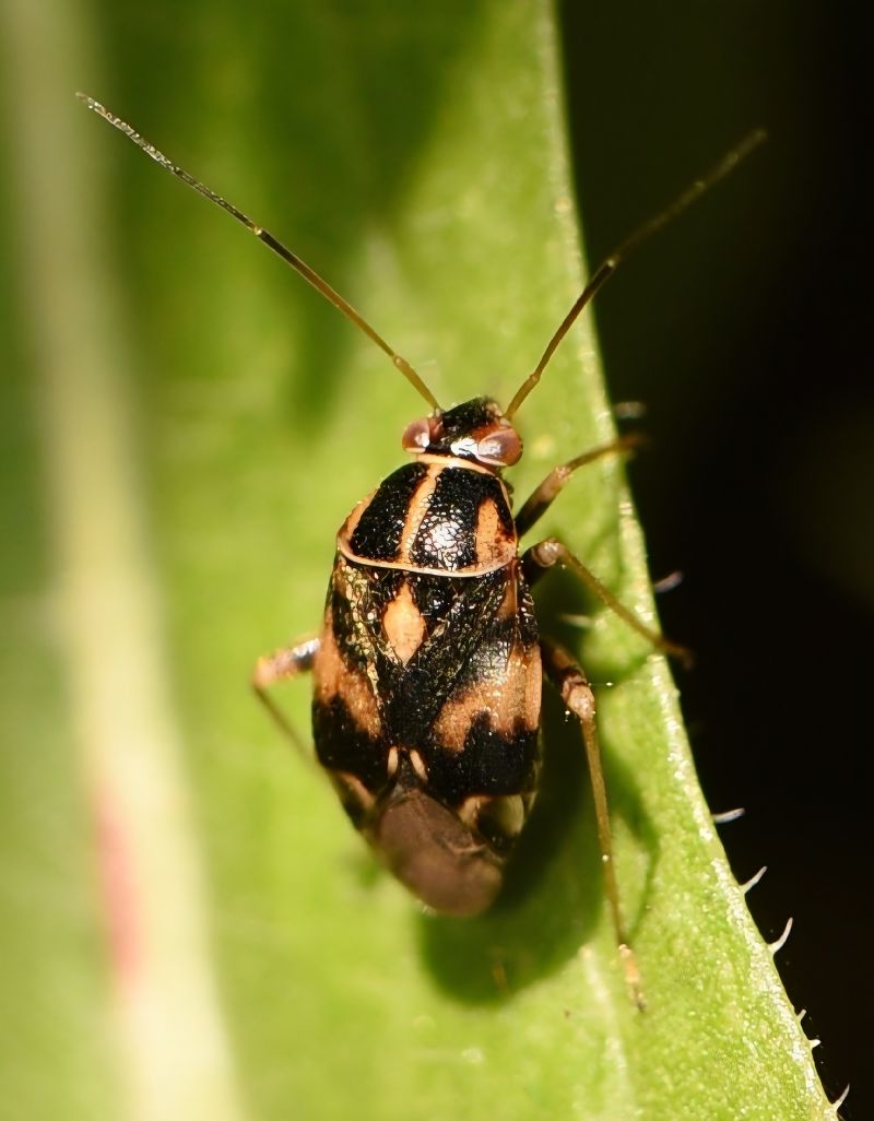 Cyphodema instabilis  - Alberto Manganaro