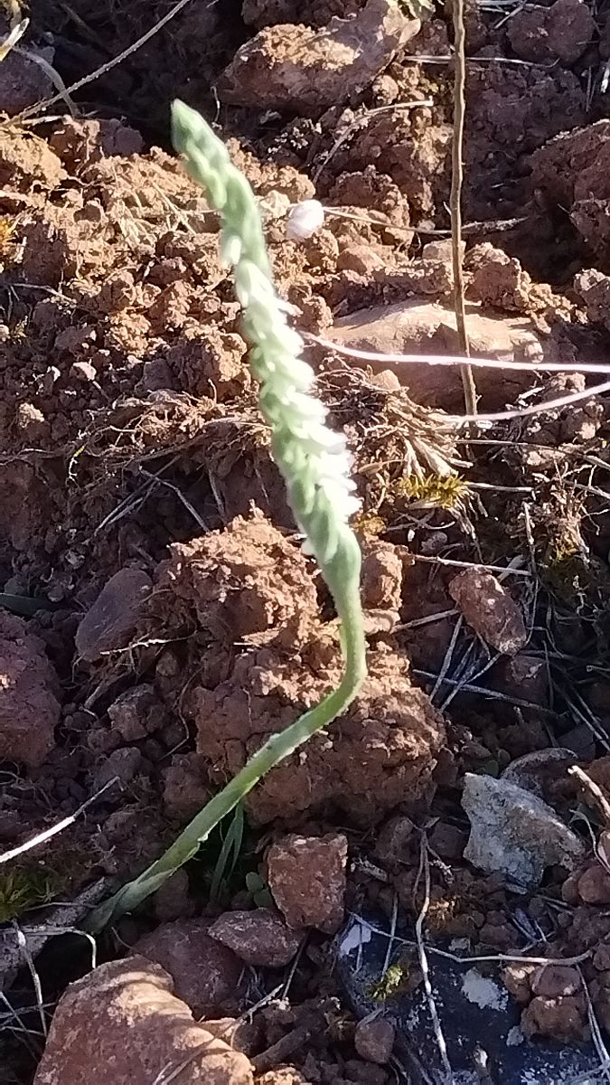 Spiranthes spiralis  - Bernard Tassy