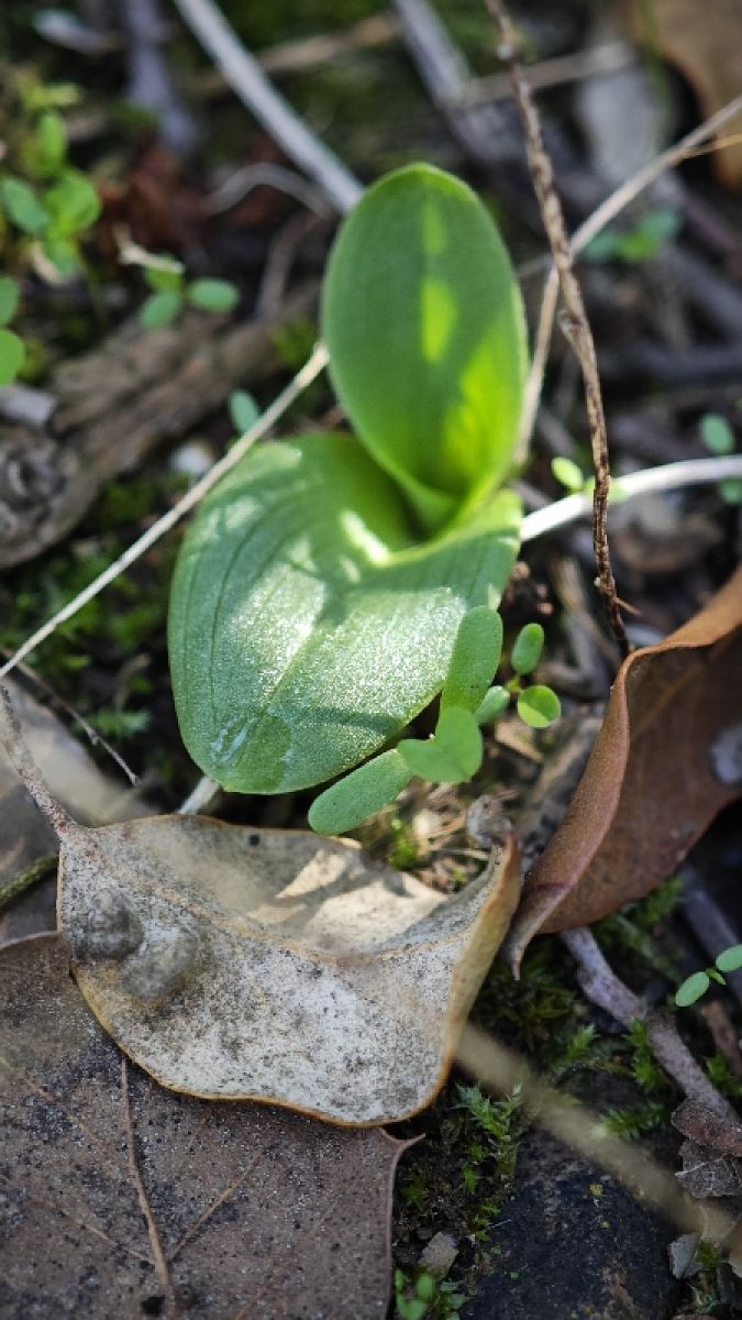 Himantoglossum robertianum  - Alain Bultez