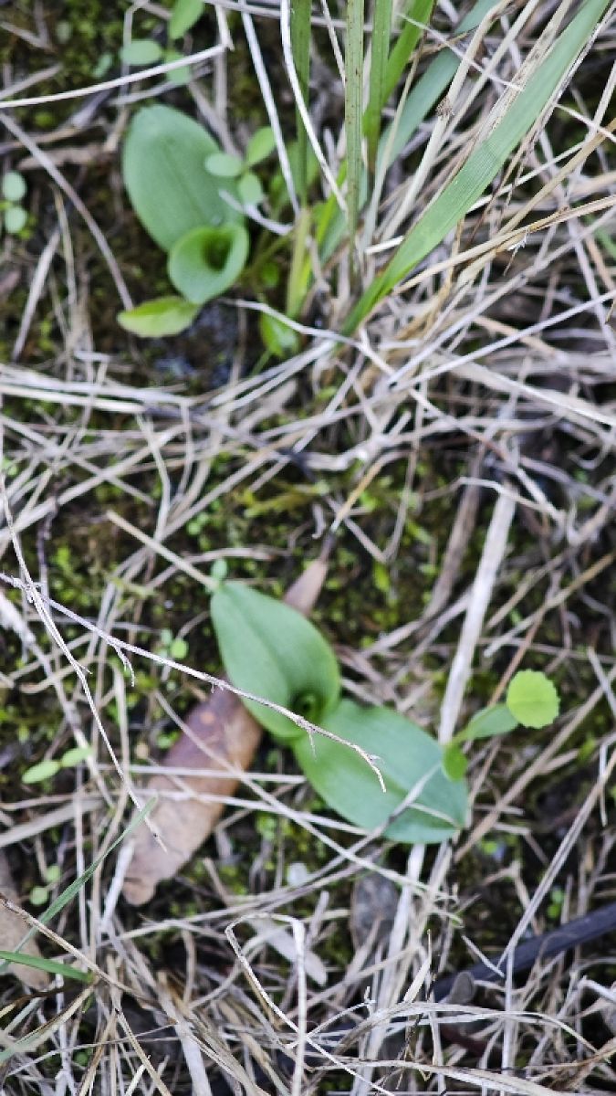 Ophrys querciphila  - Alain Bultez
