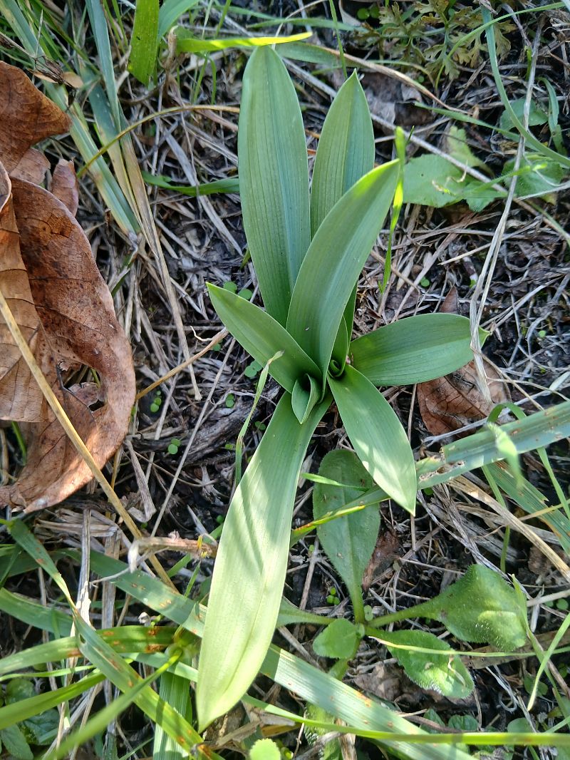 Ophrys indet. group. fuciflora  - Alain Falvard