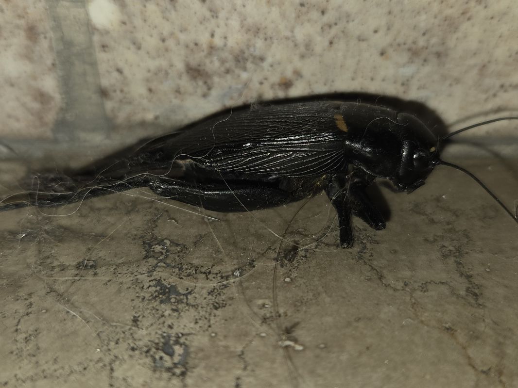 Gryllus bimaculatus  - Alberto Manganaro
