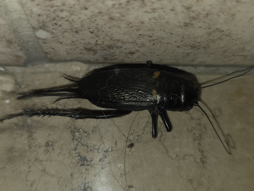 Gryllus bimaculatus  - Alberto Manganaro