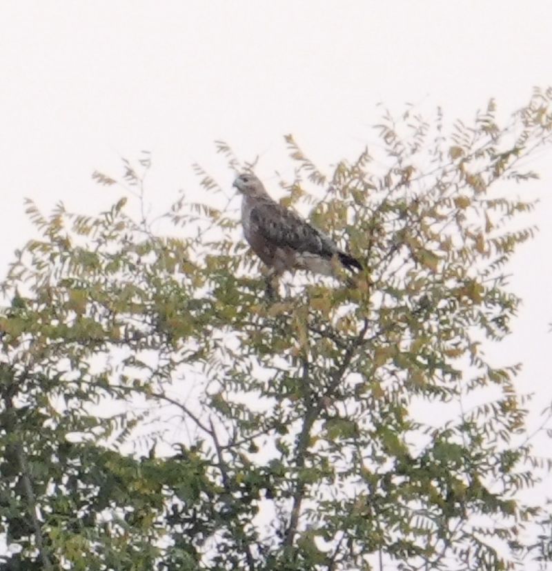 Buse des steppes  - Christine Ludwig