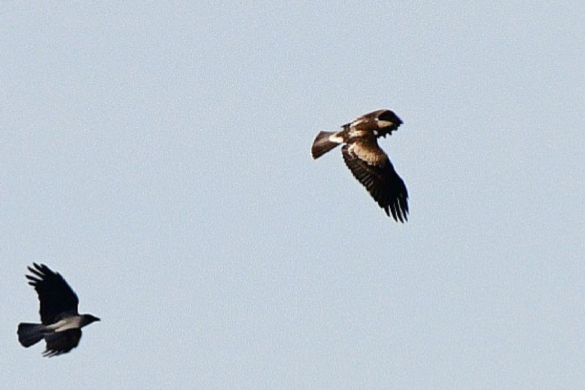 Aquila minore  - Matteo Faggi