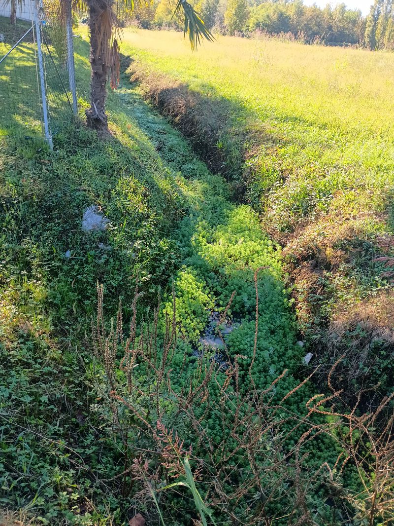 Myriophyllum aquaticum  - Anna Carpanelli (FVG)
