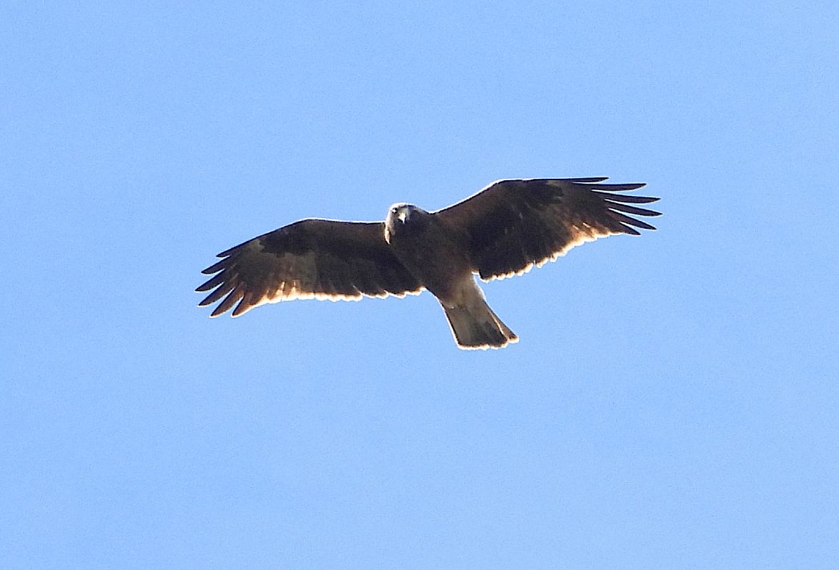 Aquila minore  - Andrea Sorrentino