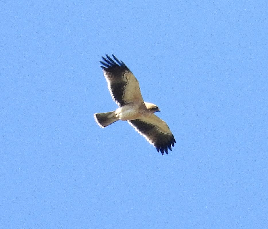 Aquila minore  - Andrea Sorrentino