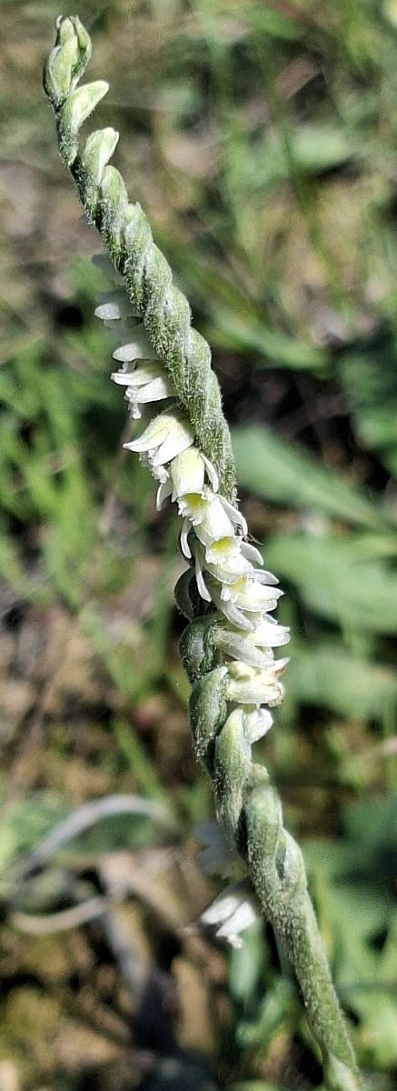 Spiranthes spiralis 