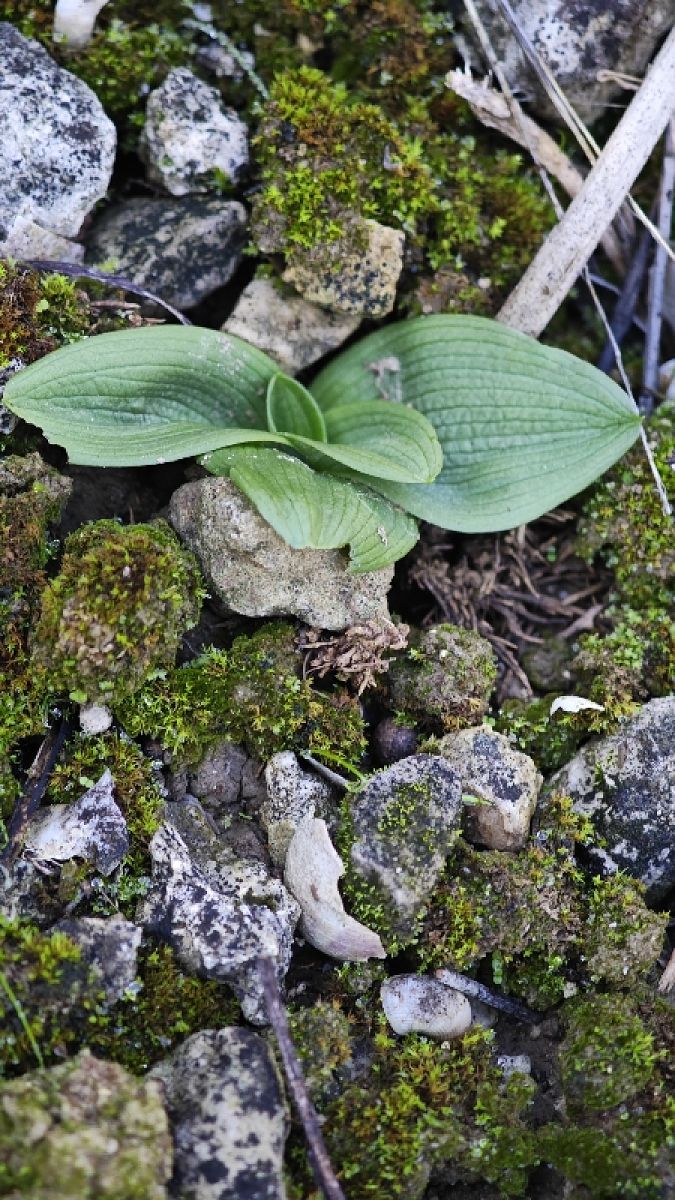 Ophrys sp.  - Alain Bultez