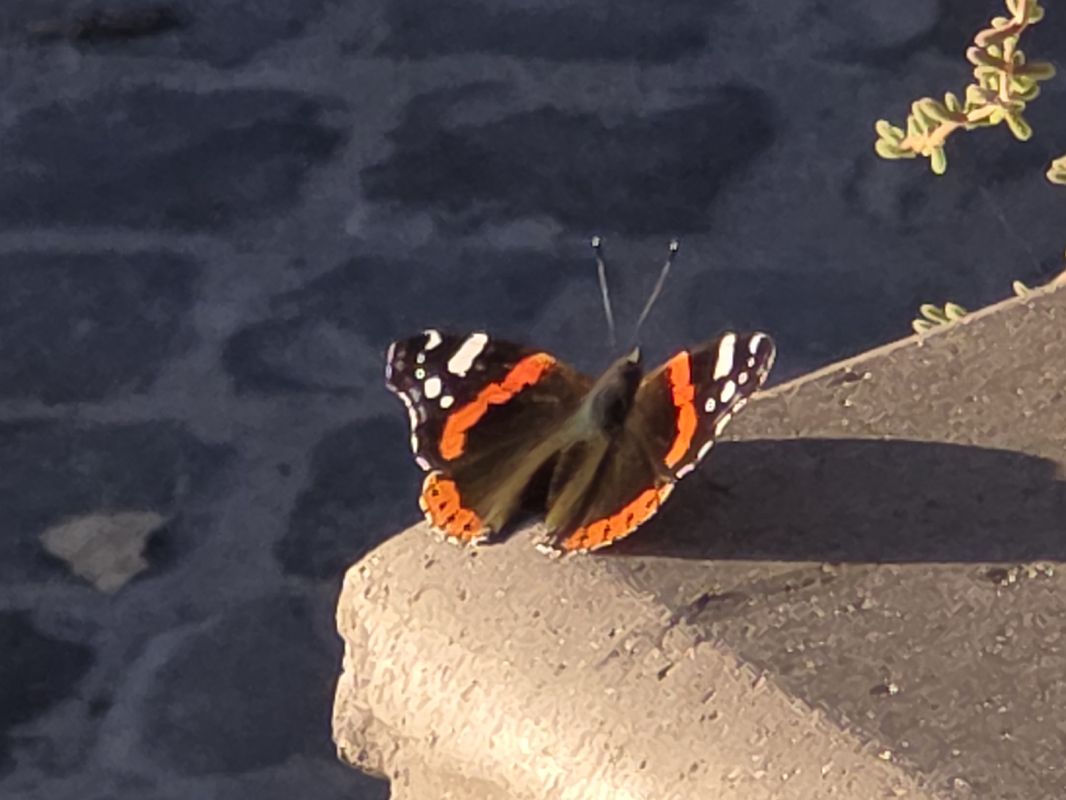 Vanessa atalanta  - Alberto Manganaro