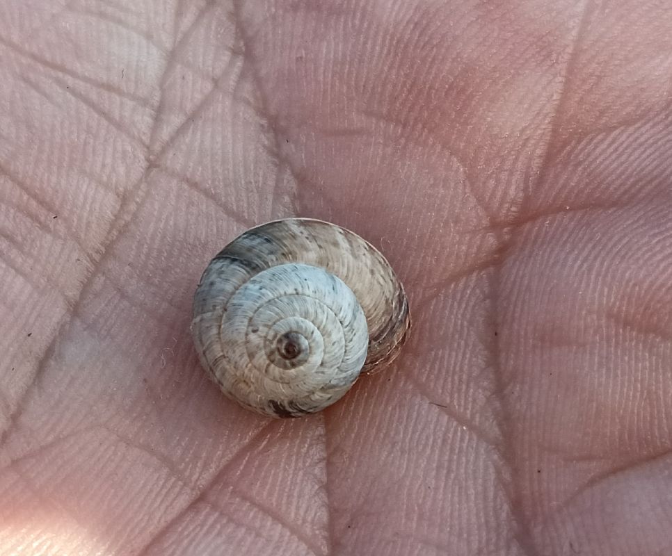 Cernuella virgata  - Toni Alonso Jardí