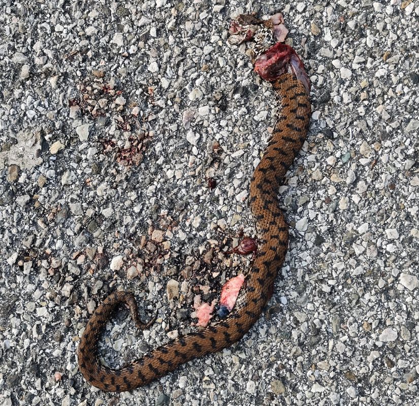 Vipera comune  - Carlotta Fassina