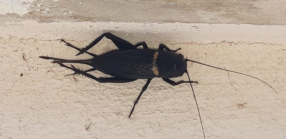 Gryllus bimaculatus  - Michele Cento