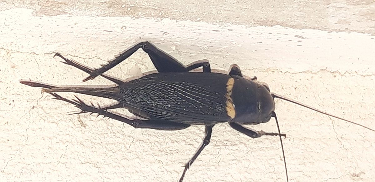 Gryllus bimaculatus  - Michele Cento