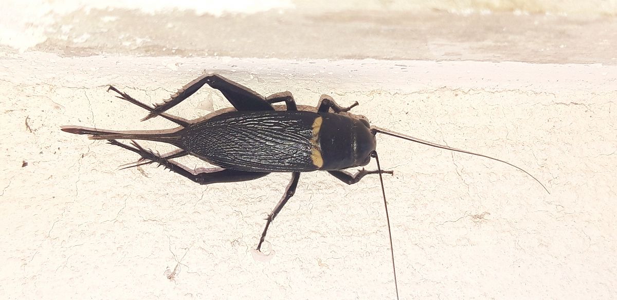 Gryllus bimaculatus  - Michele Cento