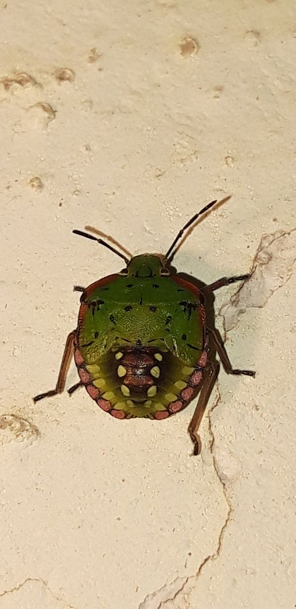 Nezara viridula  - Michele Cento