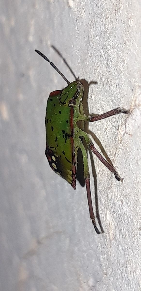 Nezara viridula  - Michele Cento