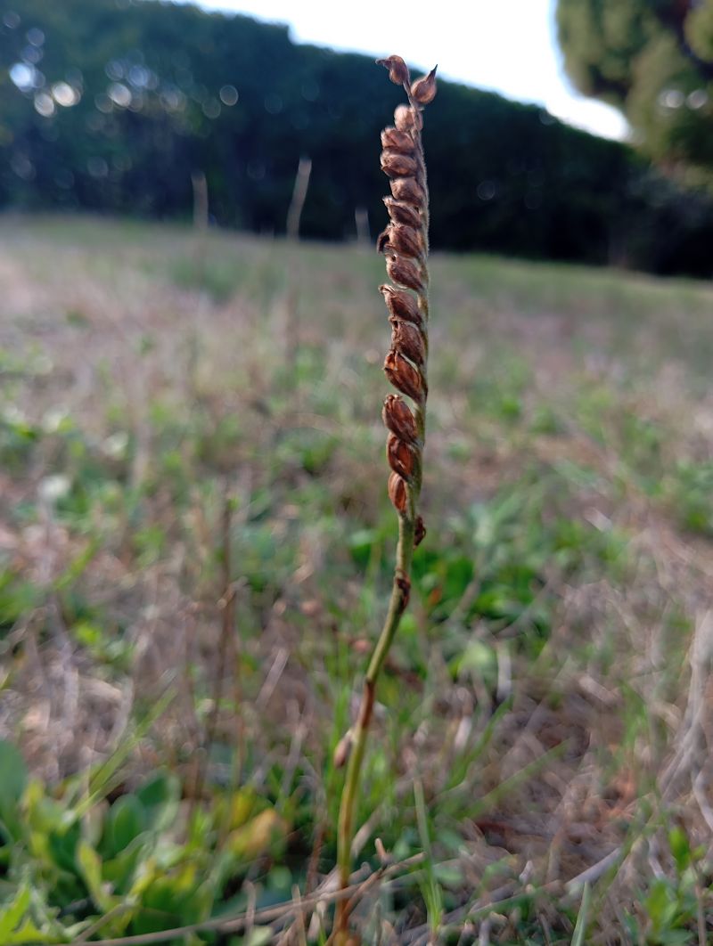 Spiranthes spiralis  - Eole Lemasson