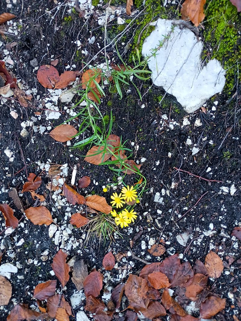 Senecio inaequidens  - Anna Carpanelli (FVG)