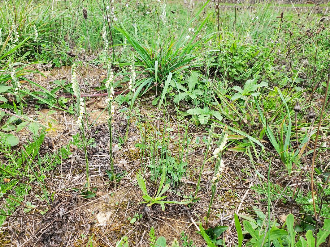 Spiranthes spiralis  - Rudi Vanherck