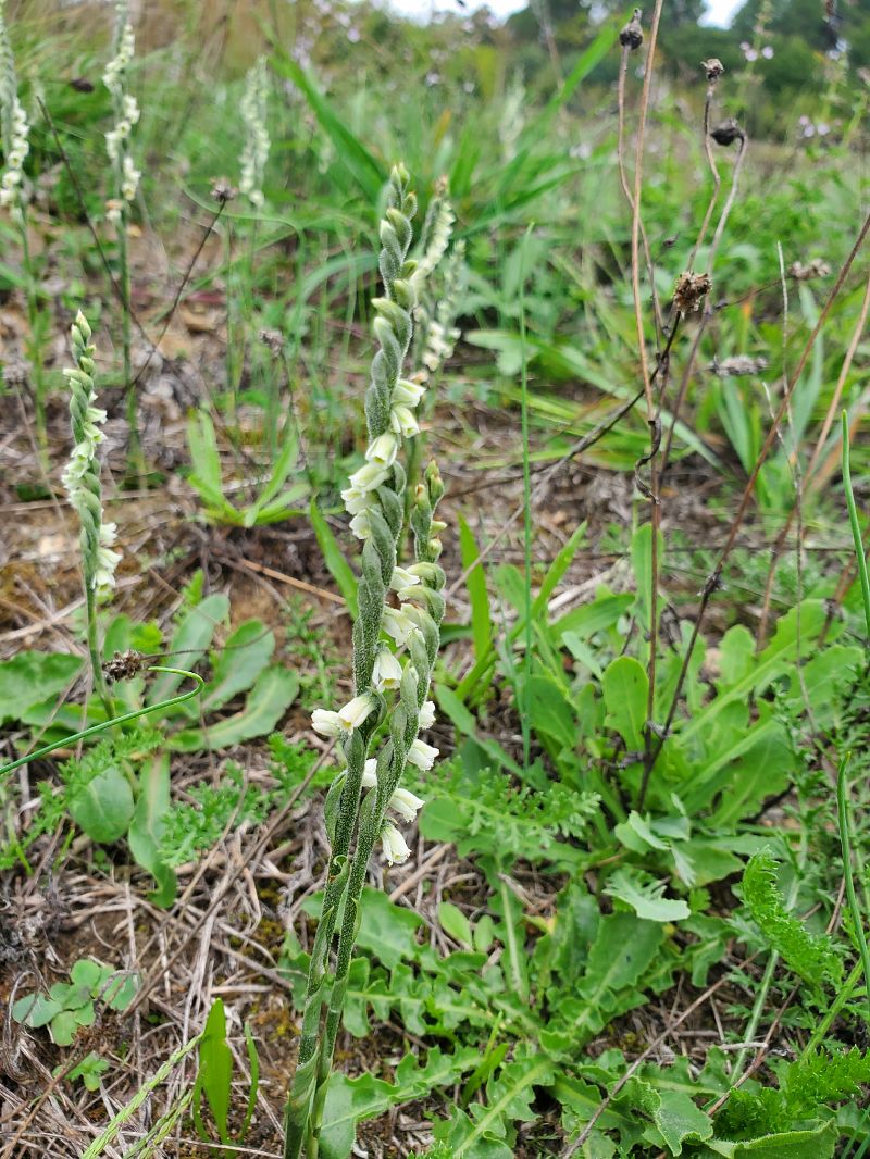 Spiranthes spiralis  - Rudi Vanherck