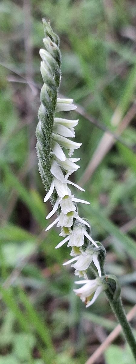 Spiranthes spiralis 