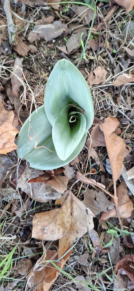 Himantoglossum hircinum  - André Chevalier