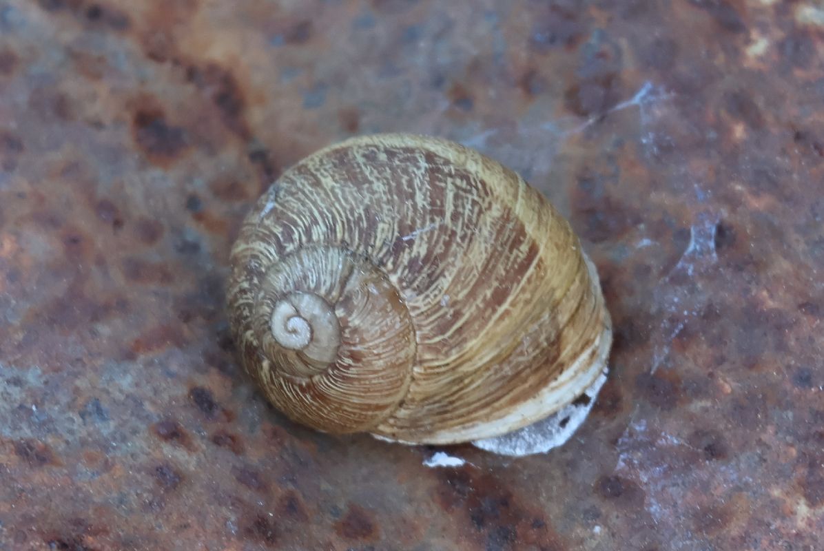 Cornu aspersum  - Lorenzo Lanzani