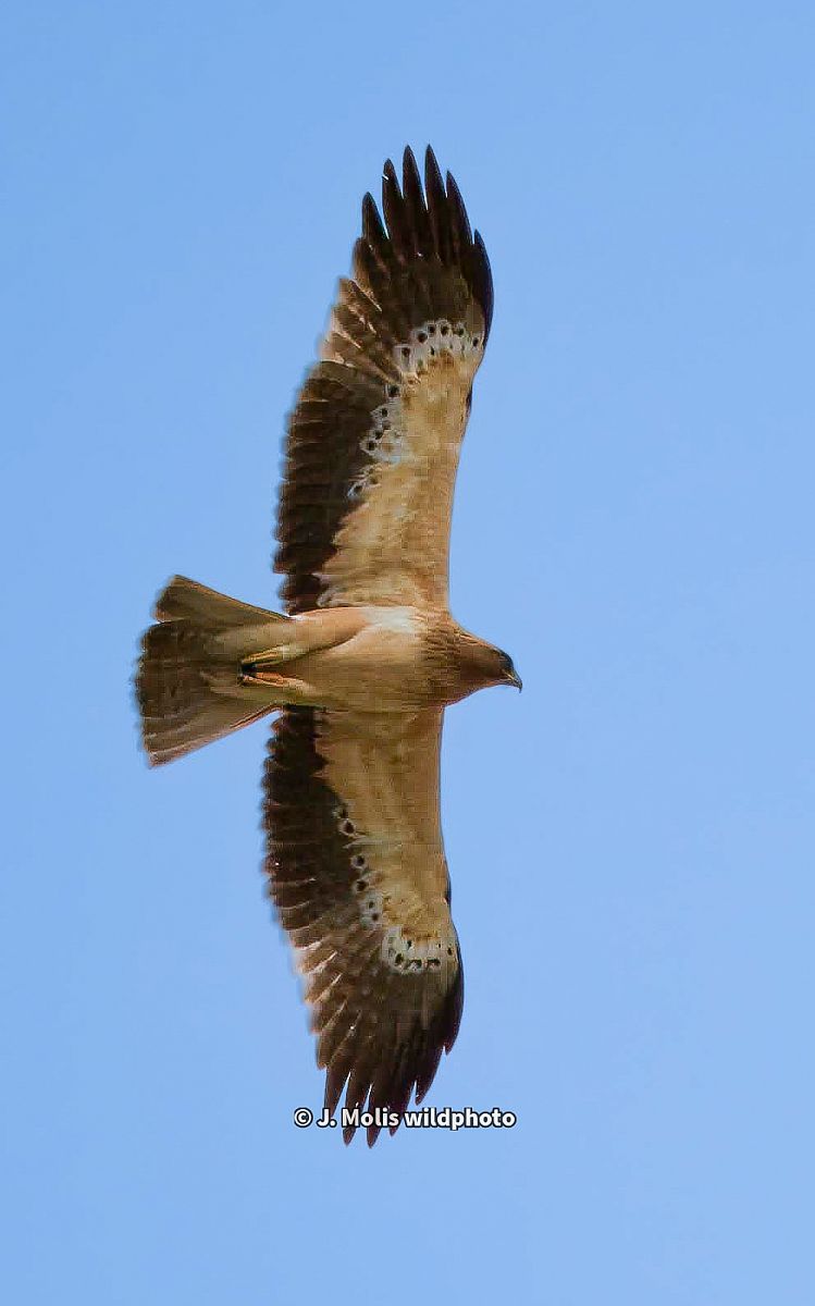 Àguila calçada  - Jose Molis