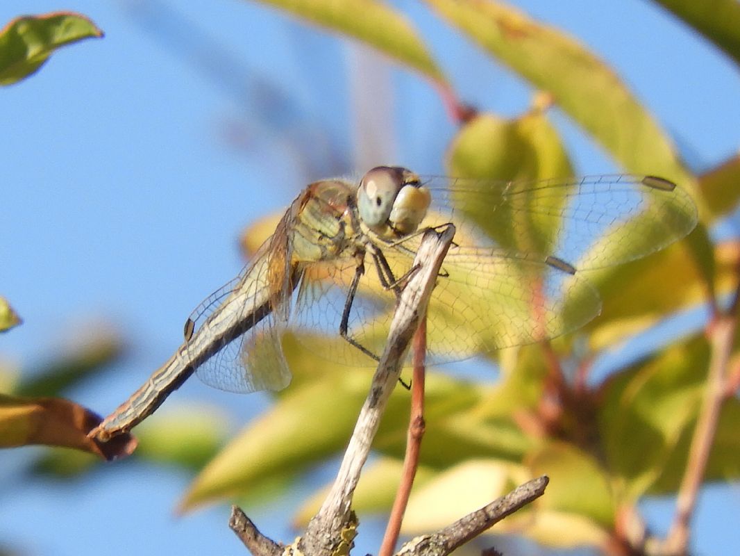 Sympetrum fonscolombei  - Massimo Tassinari