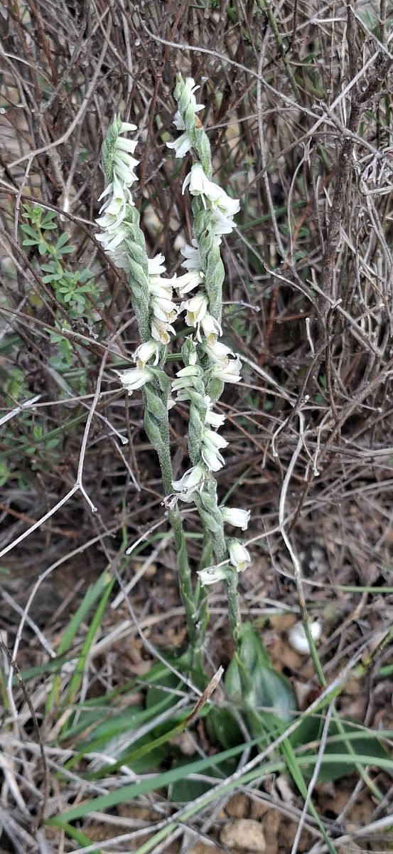 Spiranthes spiralis 