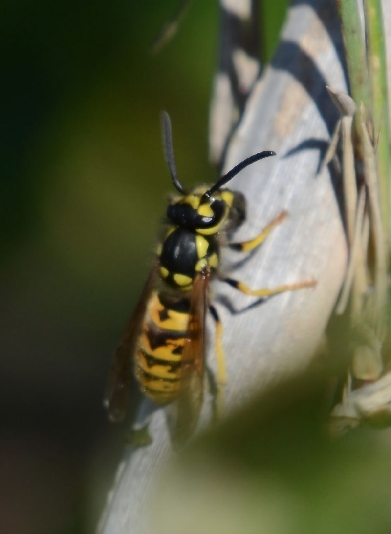 Vespula germanica  - Alberto Manganaro