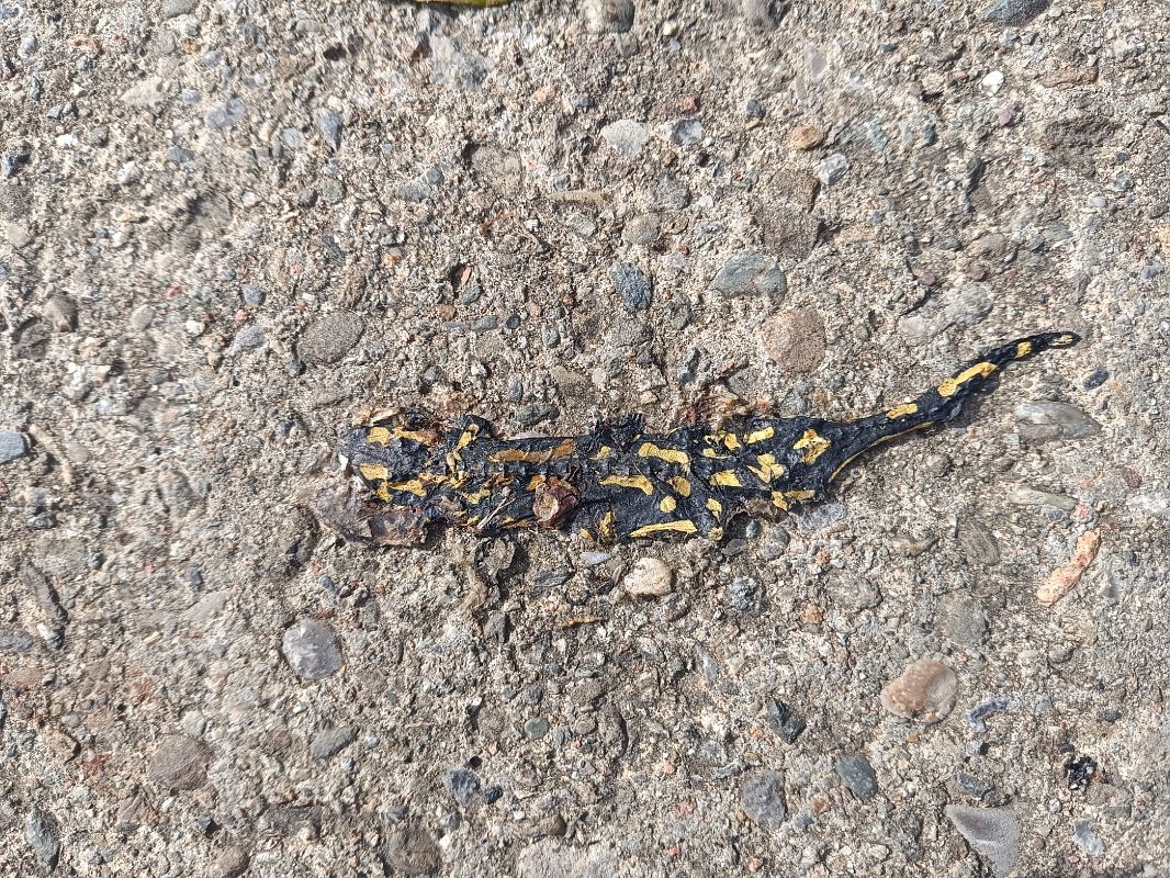 Salamandra comuna  - Mercè Bou