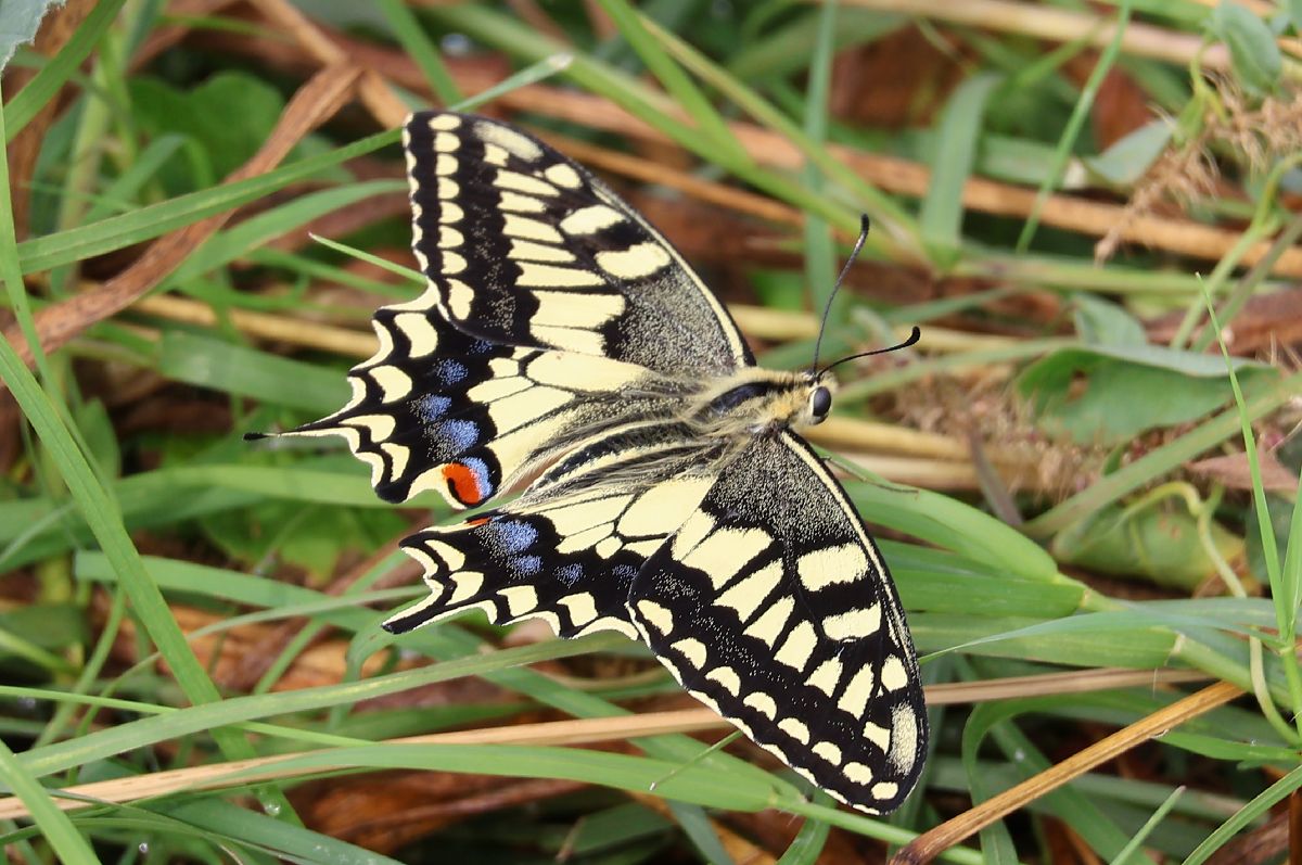 Papilio machaon  - Lorenzo Lanzani