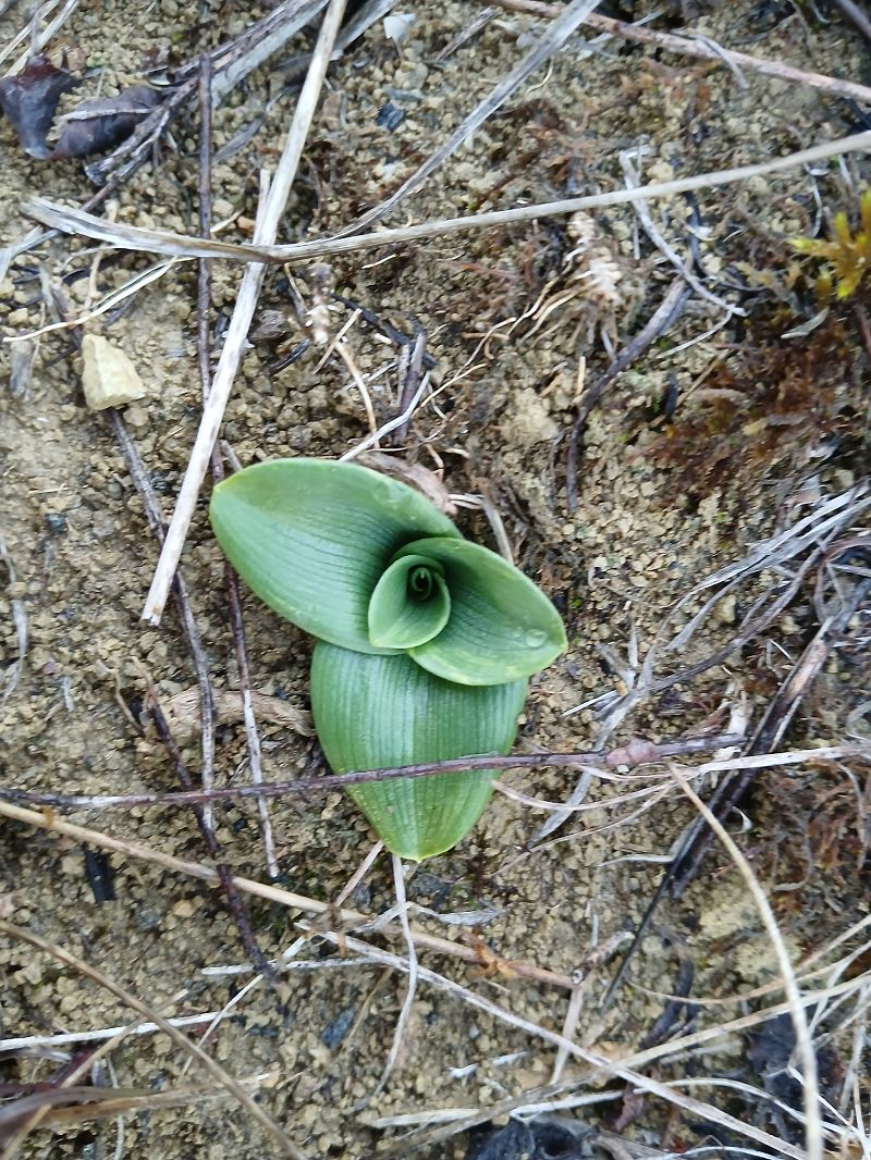 Ophrys sphegodes  - Alain Falvard